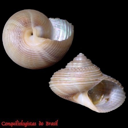 Vaninia admirabilis (Simone & Birman, 2026)