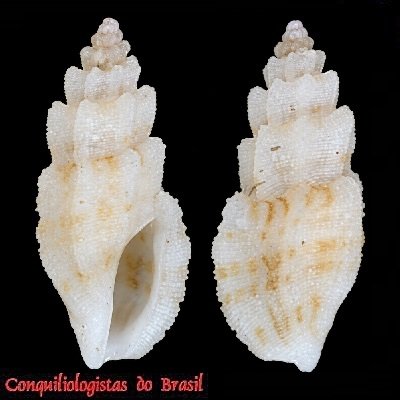 Agathotoma candidissima (C. B. Adams, 1845)