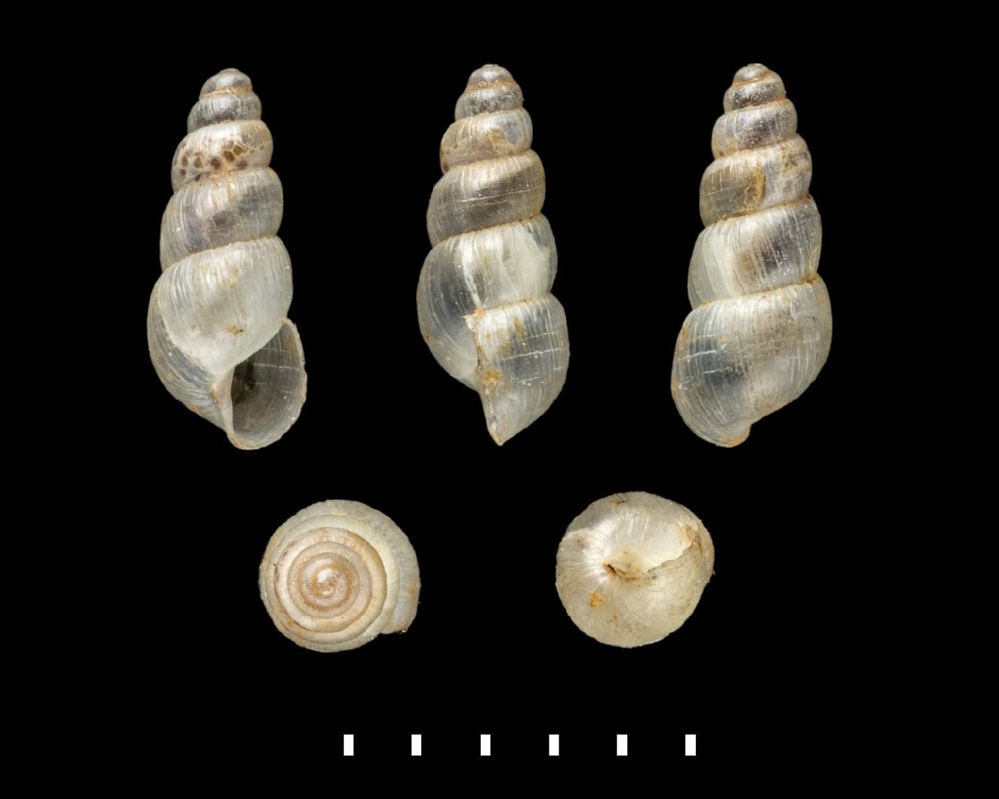 Allopeas micra (A. d'Orbigny, 1835) Allopeas micra (A. d'Orbigny, 1835)