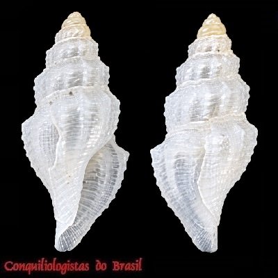 Benthomangelia macra (R. B. Watson, 1881)