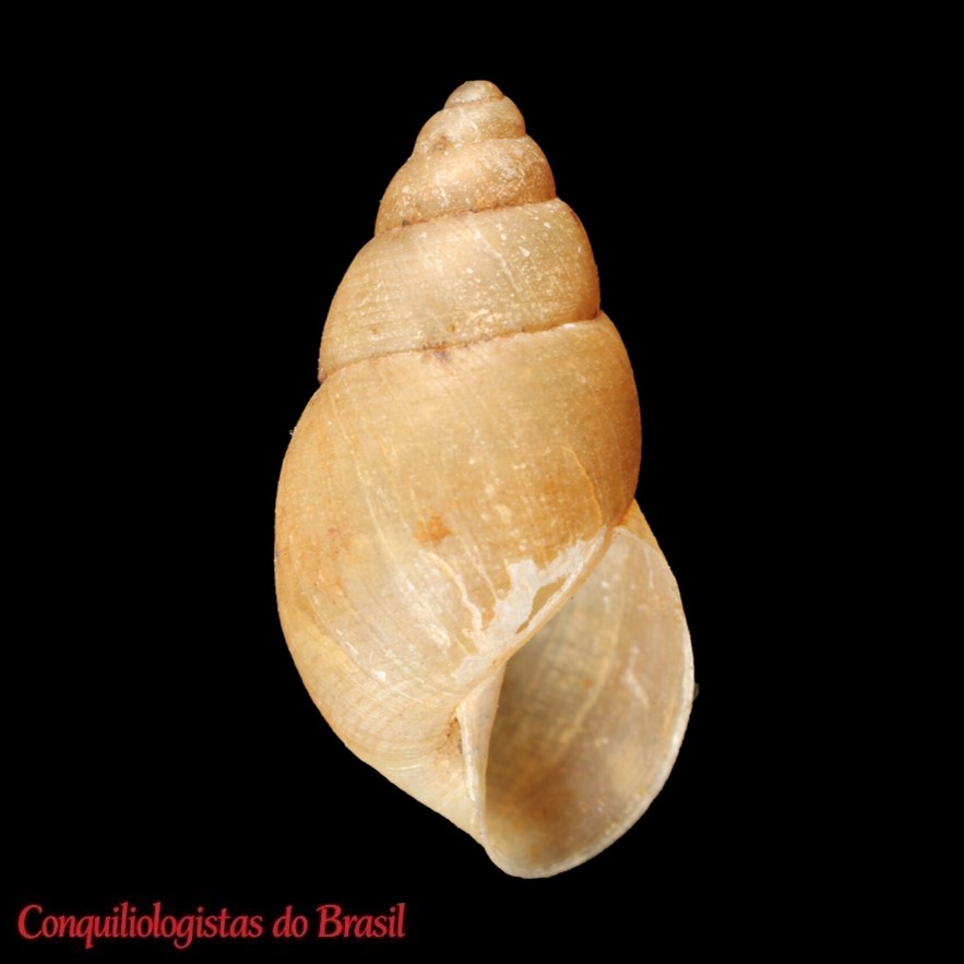 Bulimulus fraterculus (Potiez & Michaud, 1838)