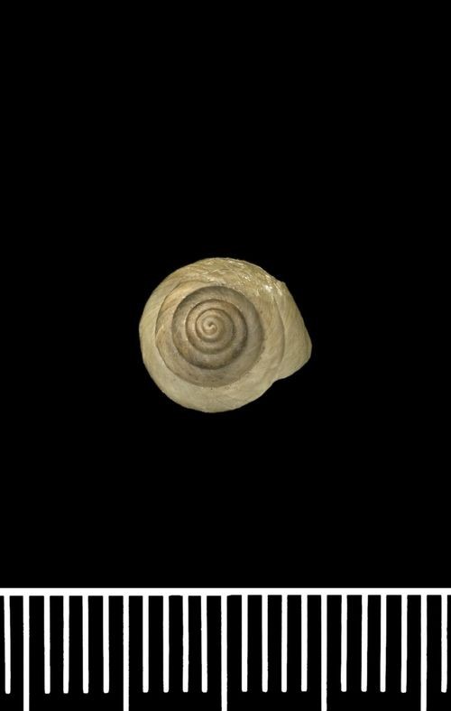 Bulimulus transparens (Reeve, 1849) Bulimulus transparens (Reeve, 1849)