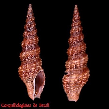 Carinodrillia braziliensis