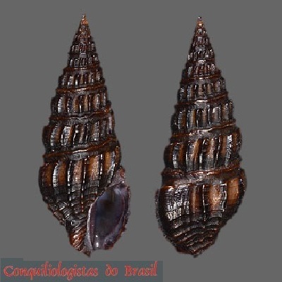 Clathrodrillia solida