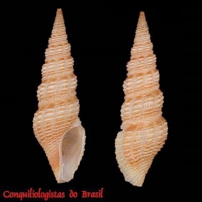 Compsodrillia acestra