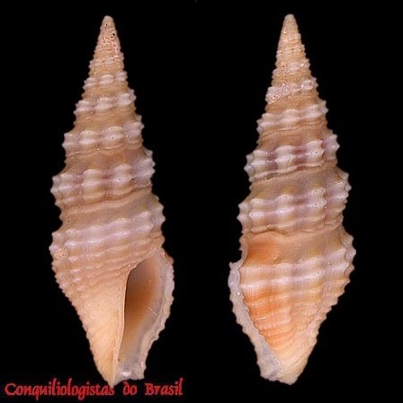 Compsodrillia eucosmia