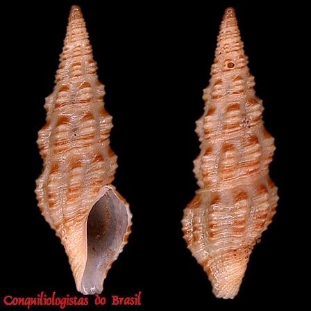 Compsodrillia haliostrephis