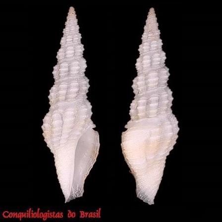 Compsodrillia tristicha