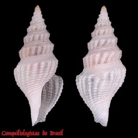 Corinnaeturris rhysa
