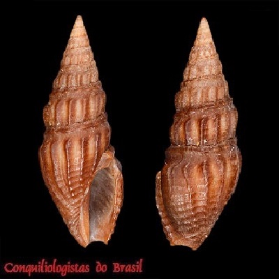 Crassispira affinis