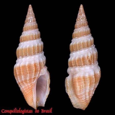 Crassispira cubana