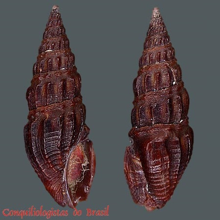Crassispira fuscescens