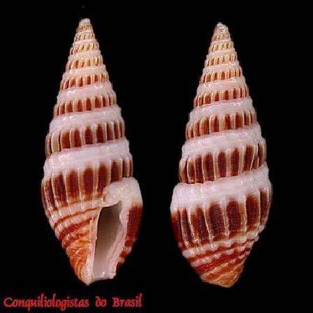 Crassispira quadrifasciata