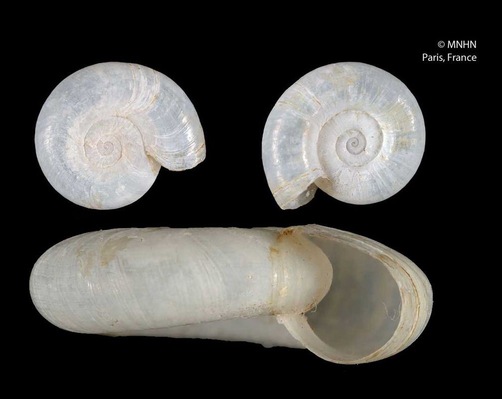 Drepanostomella ammoniformis (A. d'Orbigny, 1835) Drepanostomella ammoniformis (A. d'Orbigny, 1835)