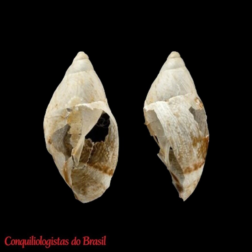 Drymaeus cuticula (L. Pfeiffer, 1855)
