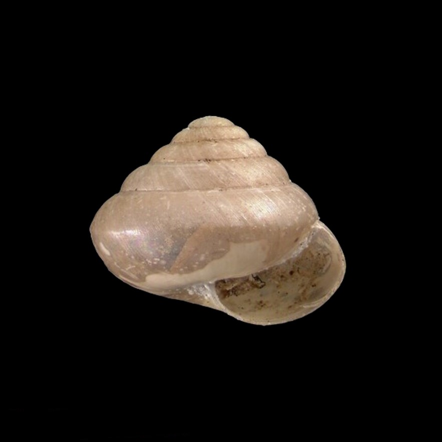 Euconulidae H. B. Baker, 1928
