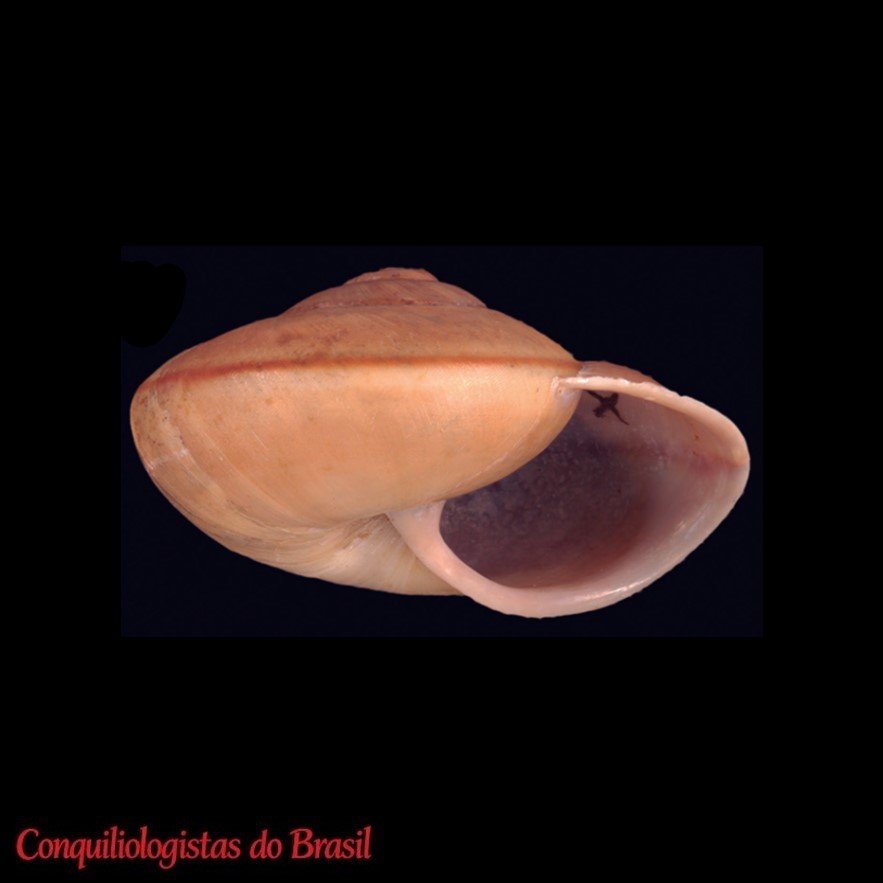 Epiphragmophora semiclausa (E. von Martens, 1868)