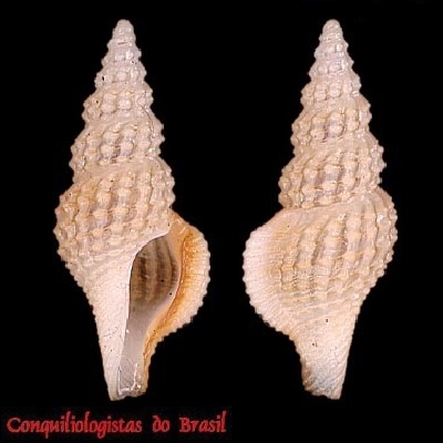 Miraclathurella herminea