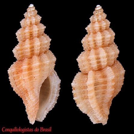 Glyphoturris quadrata (Reeve, 1845)