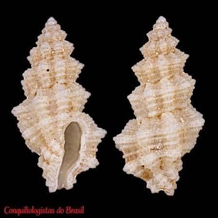Glyphoturris rugirima (Dall, 1889)