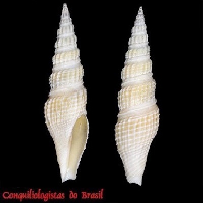 Hindsiclava alesidota