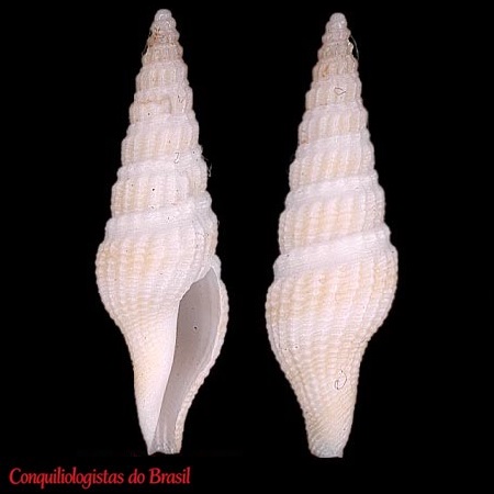 Hindsiclava appelii 