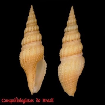 Hindsiclava tippetti