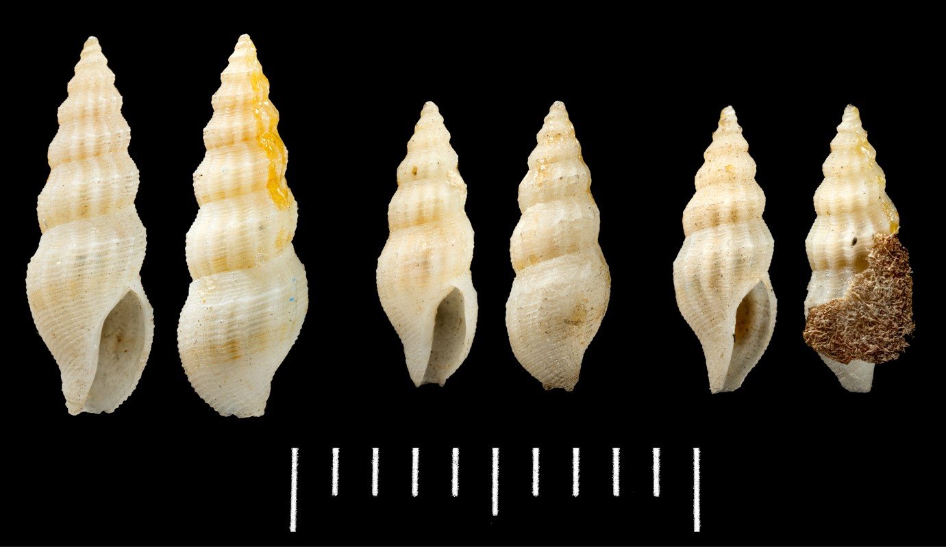 Kurtziella dorvilliae