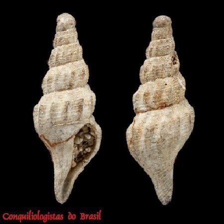 Leucosyrinx bolbodes