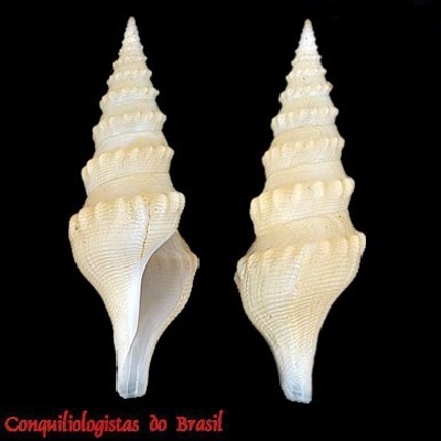 Leucosyrinx hemimeres