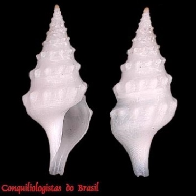 Leucosyrinx plebeia