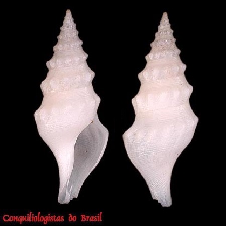 Leucosyrinx verrillii