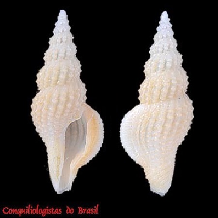 Lioglyphostoma hendersoni