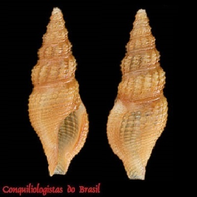 Lioglyphostoma jousseaumei