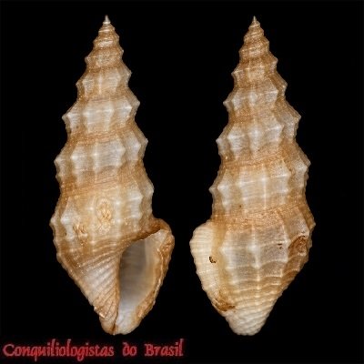 Nannodiella melanitica (Dall, 1901)