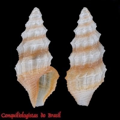 Nannodiella oxia (K. J. Bush, 1885)