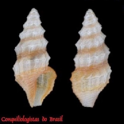 Nannodiella oxia