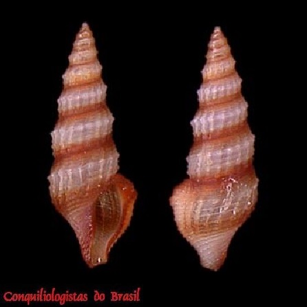 Nannodiella vespuciana