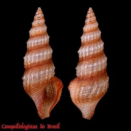 Nannodiella vespuciana (A. d'Orbigny, 1847)