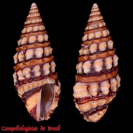 Pilsbryspira albocincta