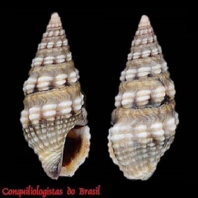 Pilsbryspira cinerea