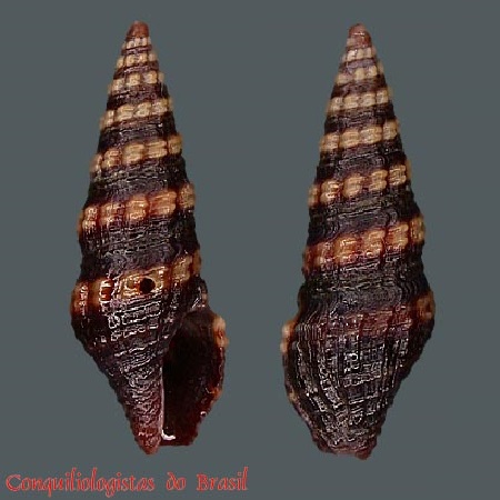 Pilsbryspira leucocyma