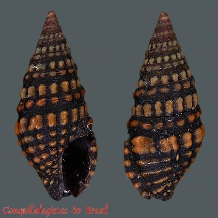 Pilsbryspira zebroides