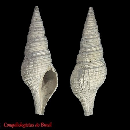 Polystira tupan