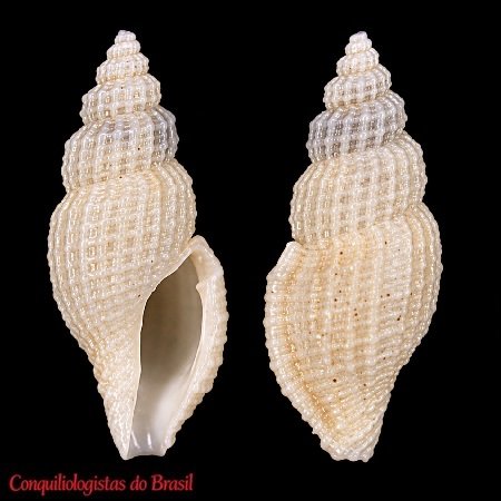 Pyrgocythara subtilis (R. B. Watson, 1881)