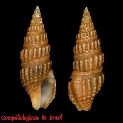Pyrgospira ostrearum