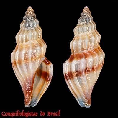 Rubellatoma brasiliensis Fallon, 2026