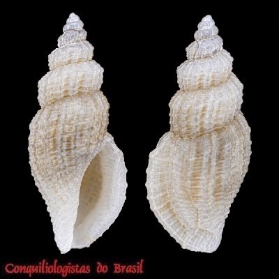 Tenaturris dysoni (Reeve, 1846)