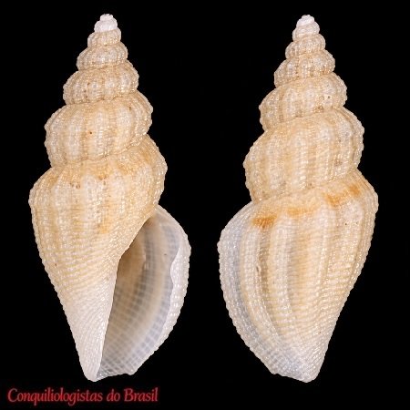 Tenaturris gemma (E. A. Smith, 1884)