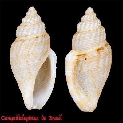 Tenaturris aff. inepta (E. A. Smith, 1882)